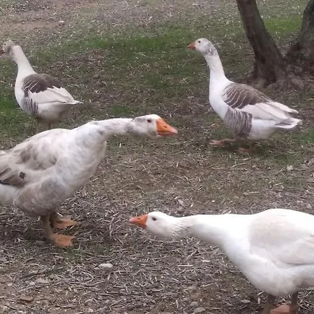 El Ventorrillo La Alegria Malaga
